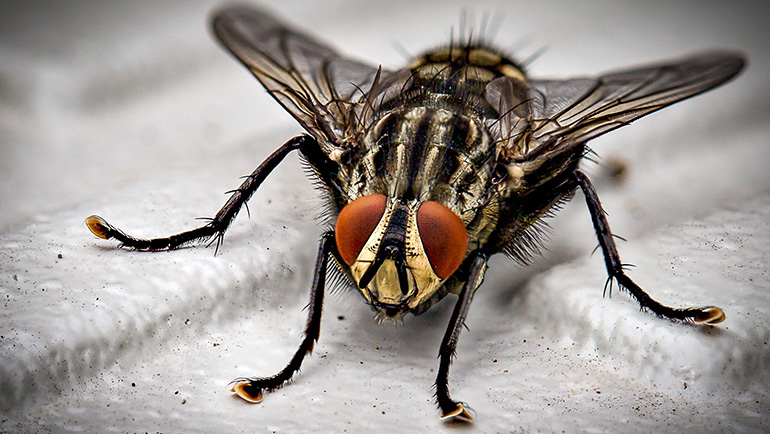 How to Prevent Pest Infestations: Proven Strategies for a Pest-Free Home