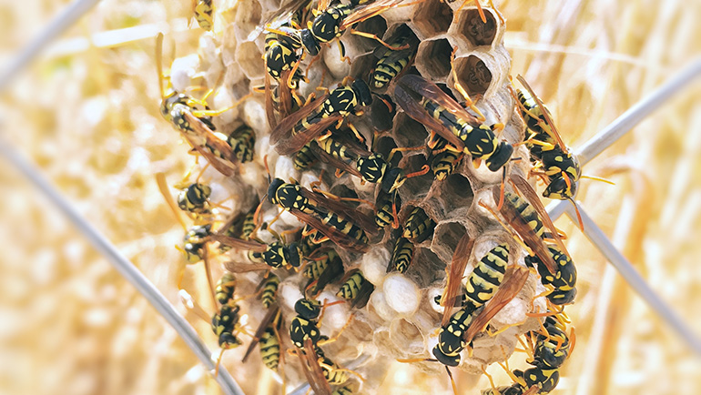 How to Safely Remove a Wasp Nest - Step-by-Step Guide