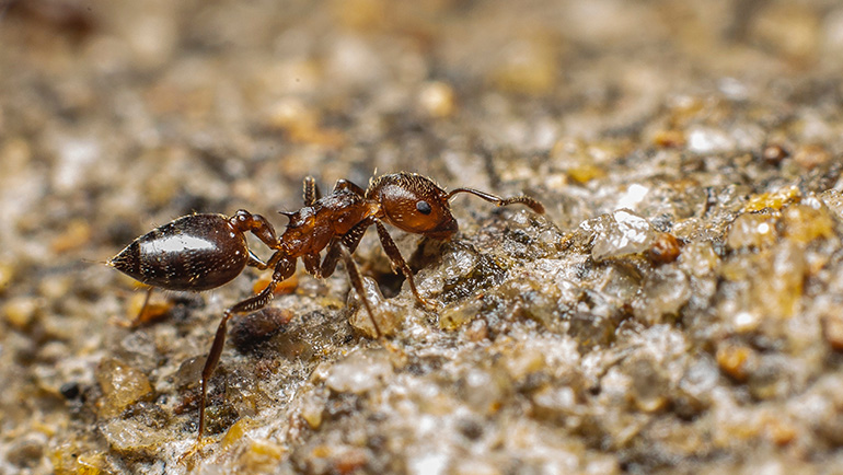 Prevent Ant Infestations with Effective Home Maintenance Tips from Bee Smart Pest Control