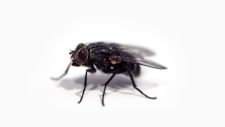 Protect Your Home and Family - The Benefits of Professional Pest Control Services