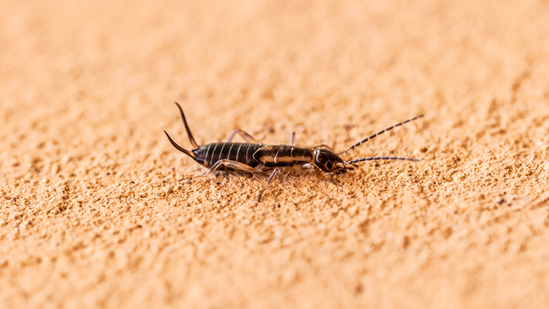 Protect Your Home from Earwig Infestations: What You Need to Know