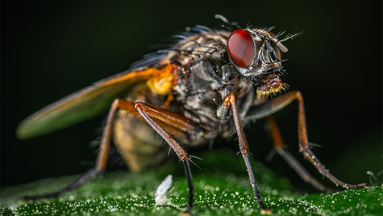 Essential Guide to Pet-Friendly Pest Control