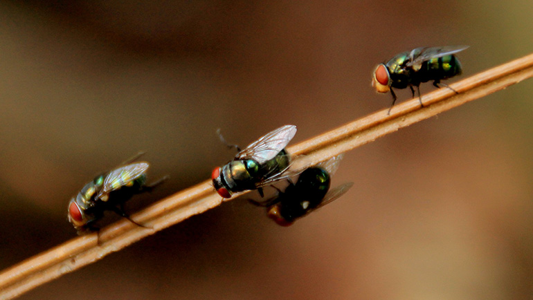 The Benefits of Eco-Friendly Pest Control Solutions for Your Thornton, CO Home