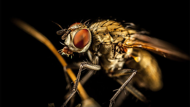 Top 5 Pest-Proofing Tips for Homeowners in Thornton, CO