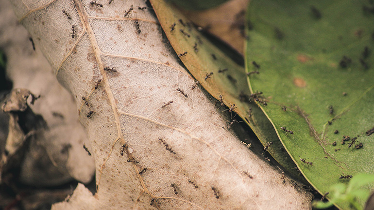 Ant Prevention Tips: Effective Methods to Keep Ants Away from Your Home
