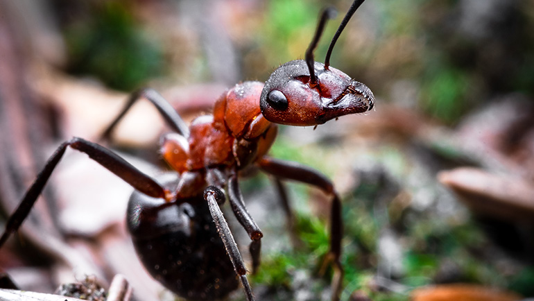 Ant-Proofing Your Home: Effective Strategies for Preventing and Managing Ant Infestations