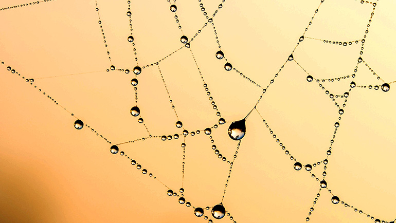 Effective Spider Control Strategies: Protect Your Home from Unwanted Eight-Legged Guests