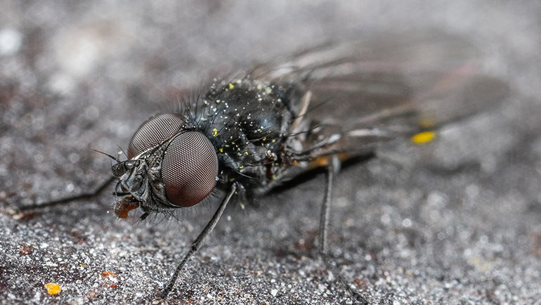 Pest-Proofing Tips to Protect Your Thornton, CO Business from Common Infestations