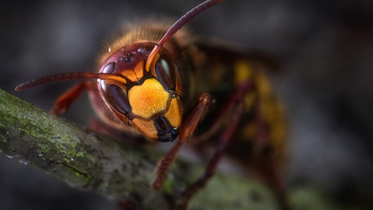 The Life Cycle Of Wasps Understanding Wasp Behavior For Effective Pest Management Bee Smart 2165