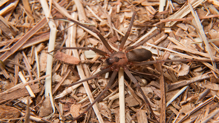 Brown Recluse Spiders: Managing the Unwanted Houseguests