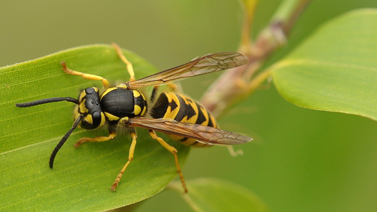 Expert Solutions to Safeguard Your Home from Paper Wasp Infestations