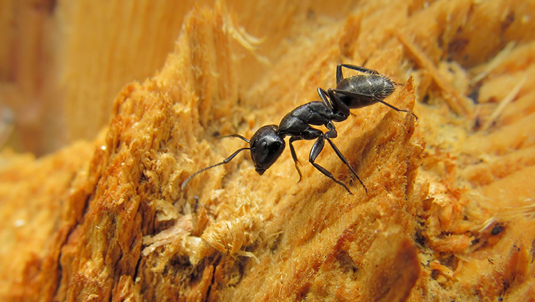 Protecting Your Home from Carpenter Ant Damage: Expert Advice from Bee Smart Pest Control