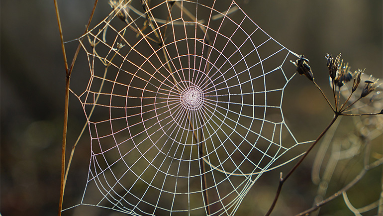 Spider-Proof Your Home with Bee Smart Pest Control: Expert Tips and Solutions