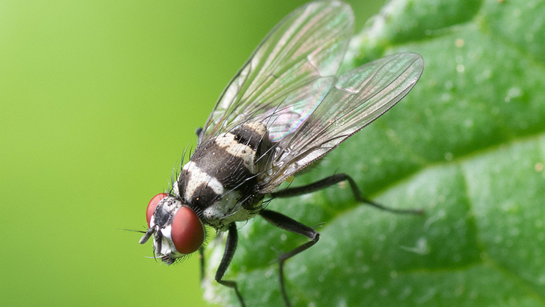The Importance of Regular Pest Inspections: Protect Your Home and Health