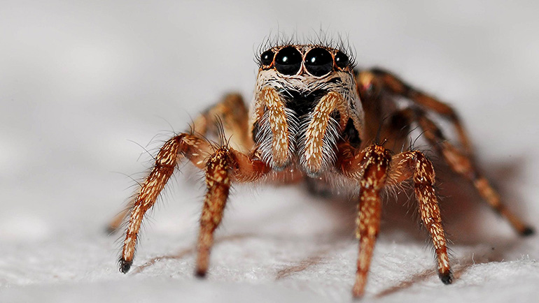 The Ultimate Guide to Prevent Spider Invasions in Your Home
