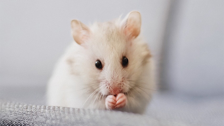 Effective Rodent Control: Bee Smart Pest Control's Comprehensive Guide for a Rodent-Free Home