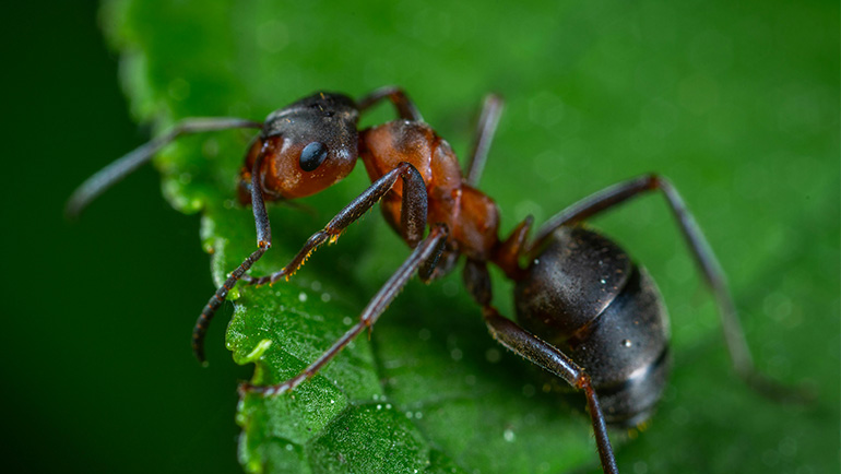 Seasonal Pest Control Tips for Homeowners in Thornton, CO