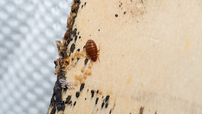 Bed Bugs Pest Control Brighton Colorado