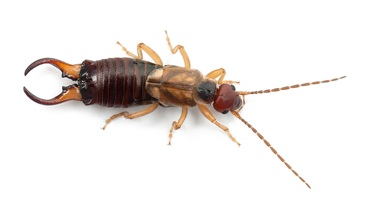 Earwigs Pest Control Brighton Colorado