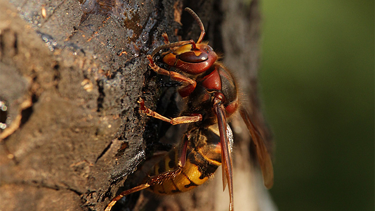 Hornets Pest Control Brighton Colorado