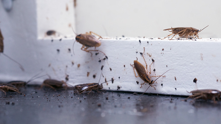 Roaches Pest Control Brighton Colorado