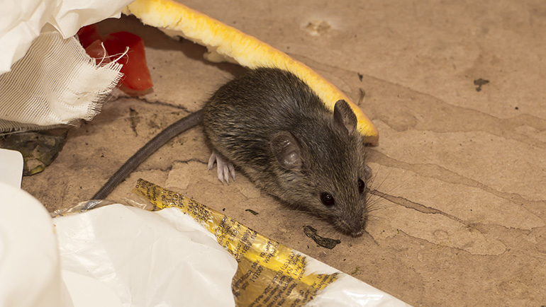 Rodents Pest Control Brighton Colorado