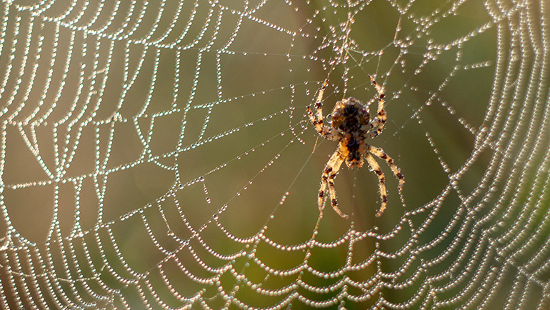 Spiders Pest Control Brighton Colorado