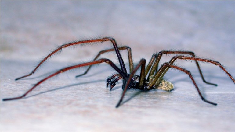 identifying-common-home-spiders-a-pest-control-perspective