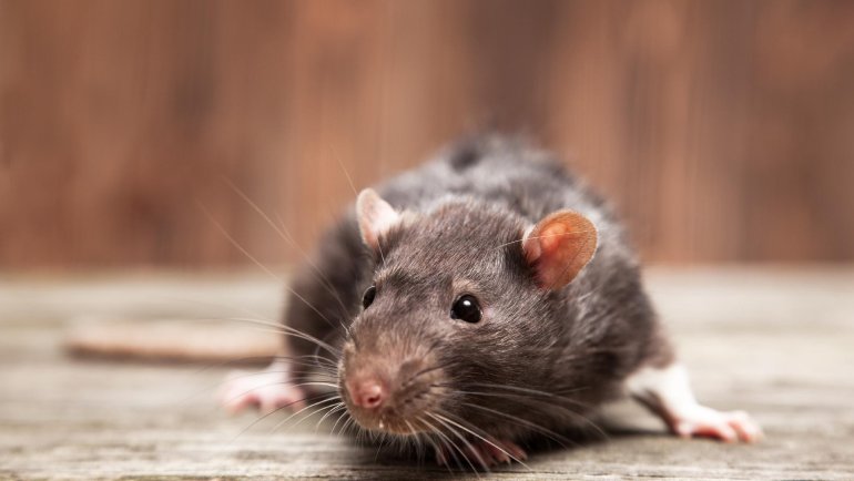 Rodent Proofing Your Home: Expert Tips to Keep Rats and Mice at Bay