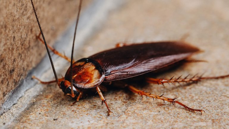 Spring Into Action: Roach Pest Control Strategies for Brighton, CO Residents