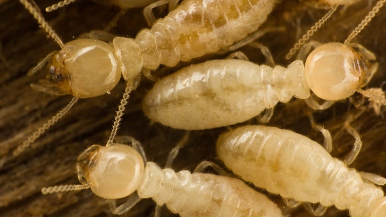 Termite Pest Control in Brighton, CO
