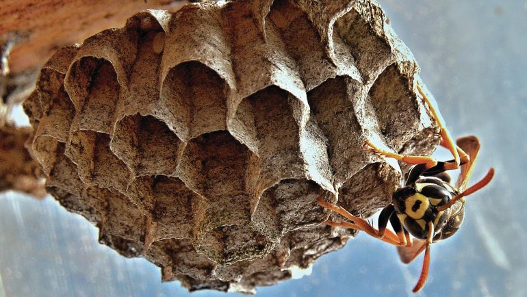 Your Complete Guide for Hornets Nest Removal and Prevention