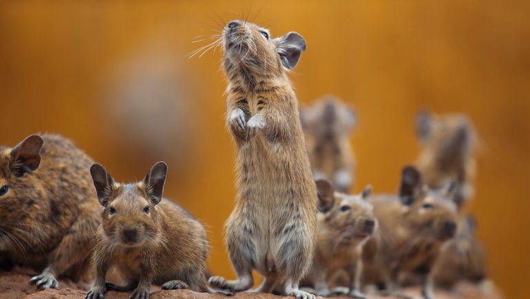 Identifying the Odors of a Rodent Infestation in Brighton, Colorado