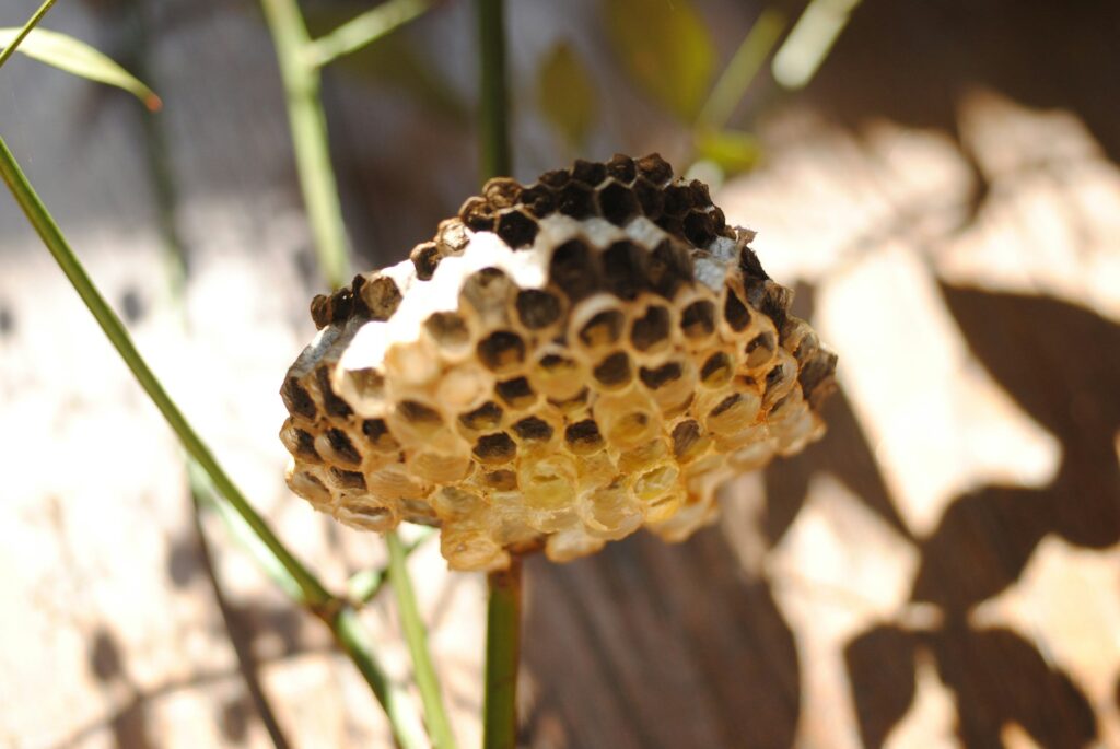 Wasp Nest