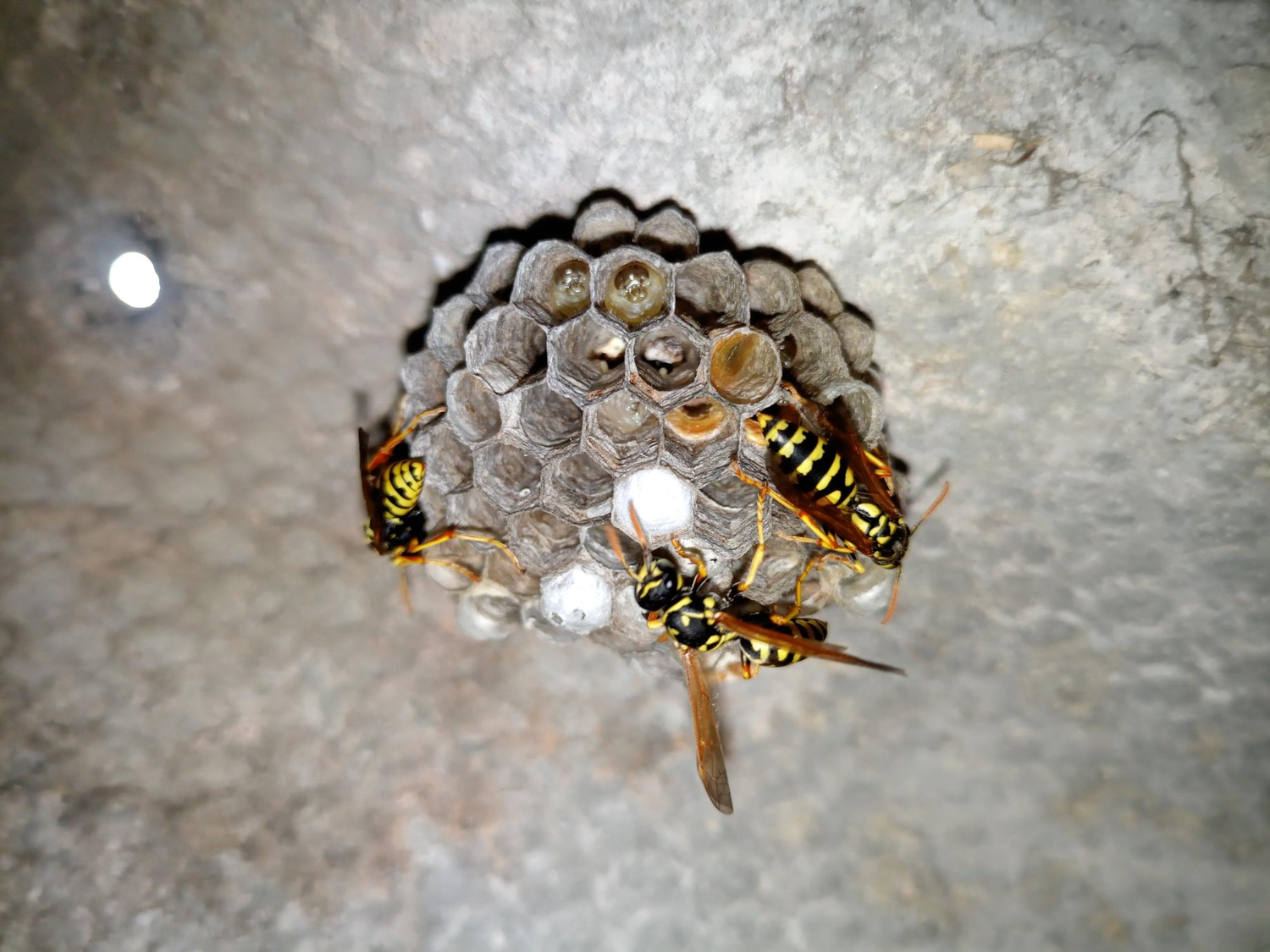 wasp nest