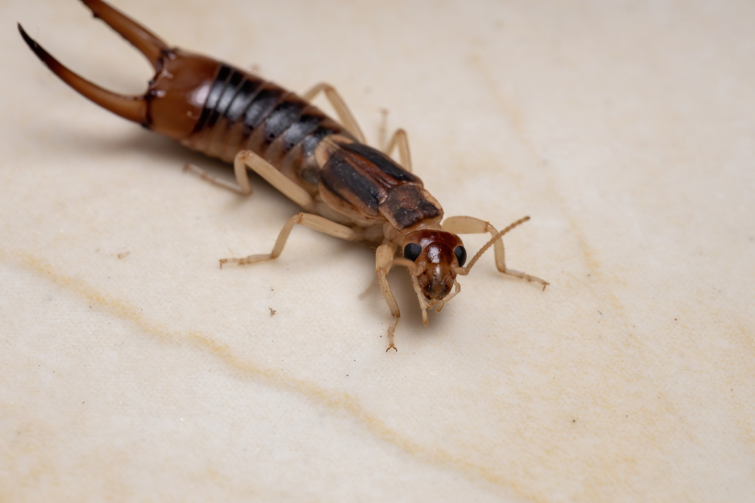 Colorado Earwigs