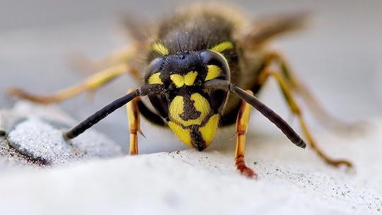 Wasp and hornet control service in Colorado