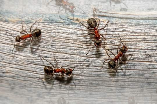 Ant control service in Colorado