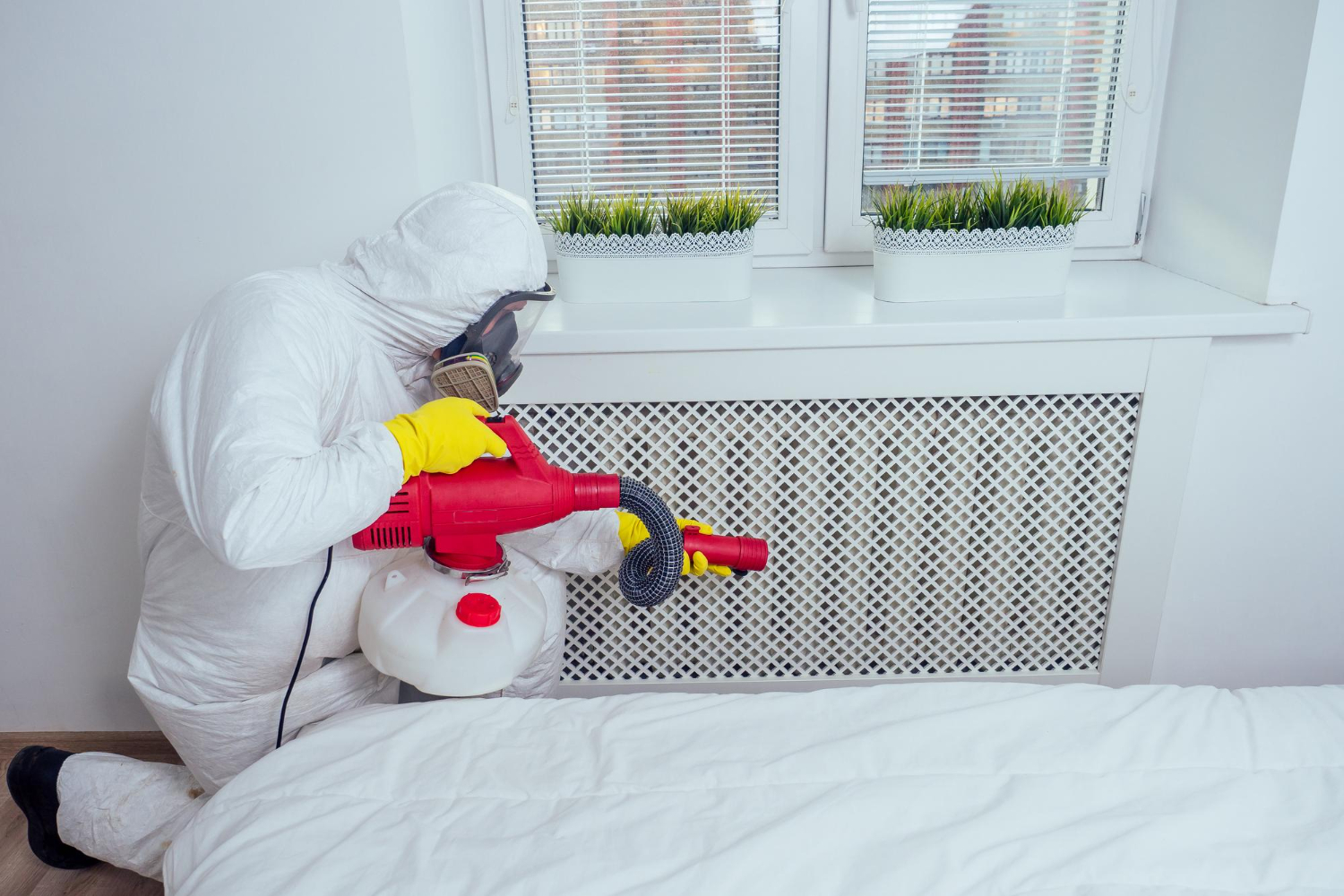 bed bug prevention