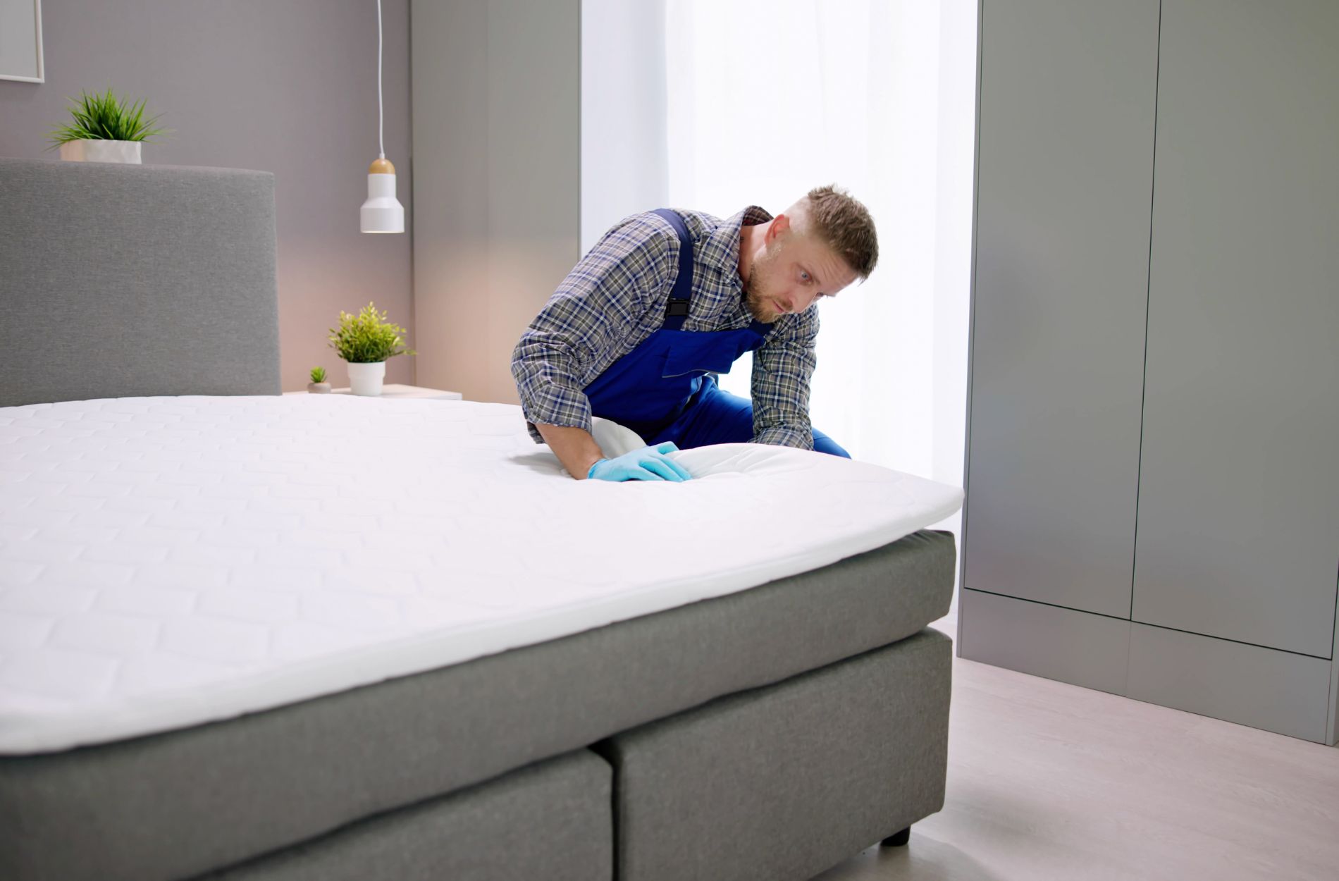 bed bugs