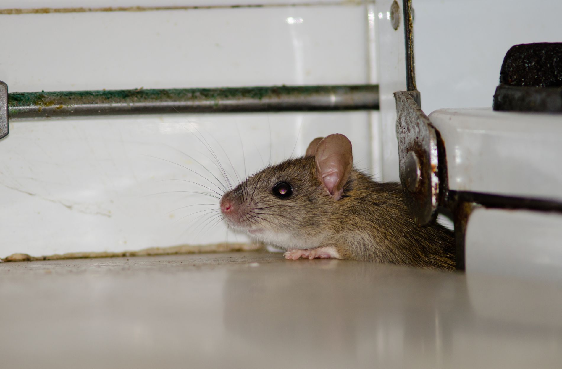 rodent