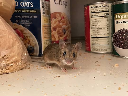 Rodent control service in Colorado