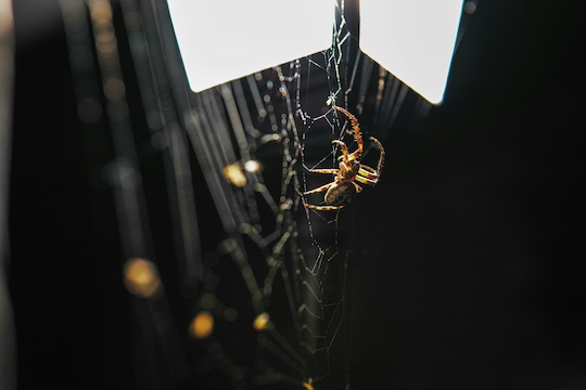 Spider control service in Colorado