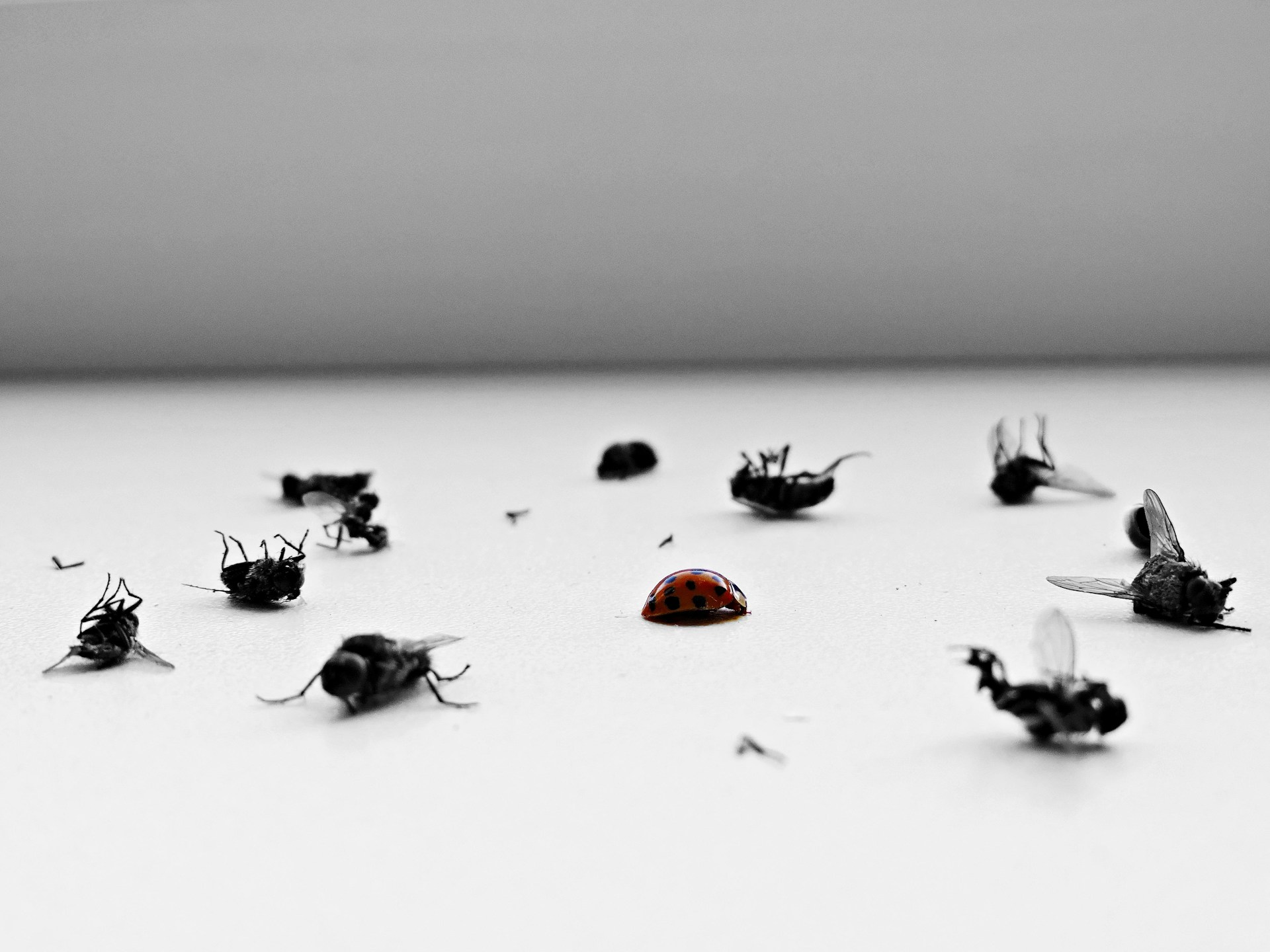pest control