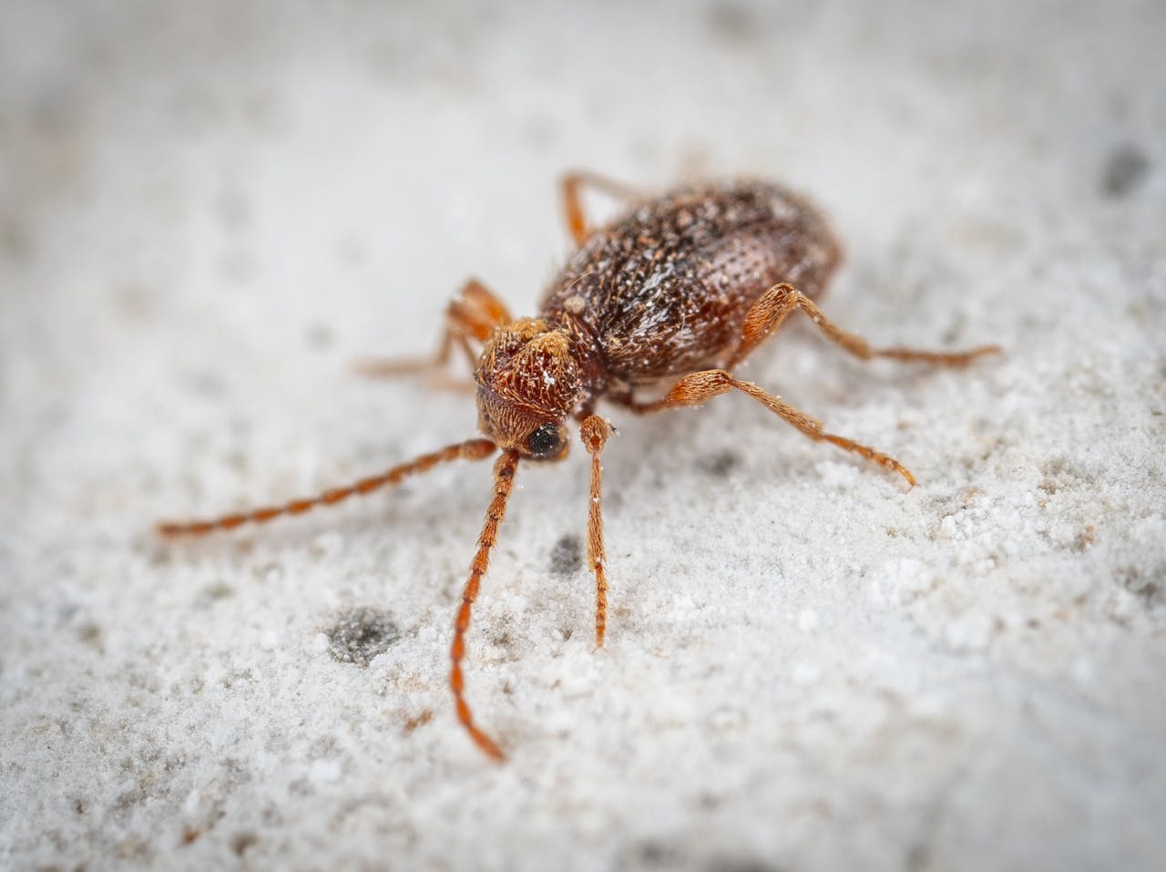 Bed Bugs in Commerce