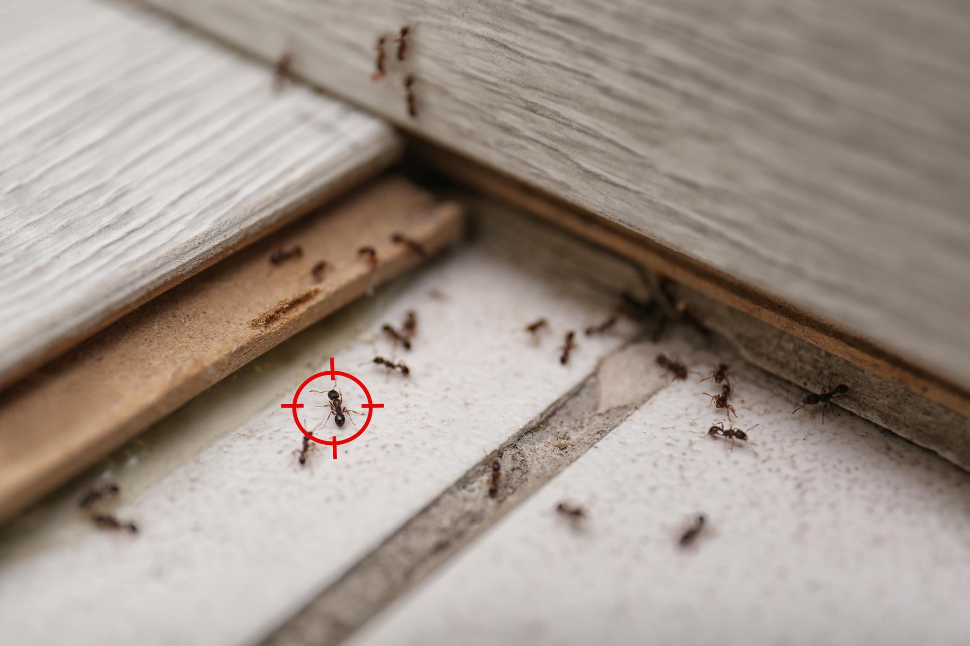 attic pest