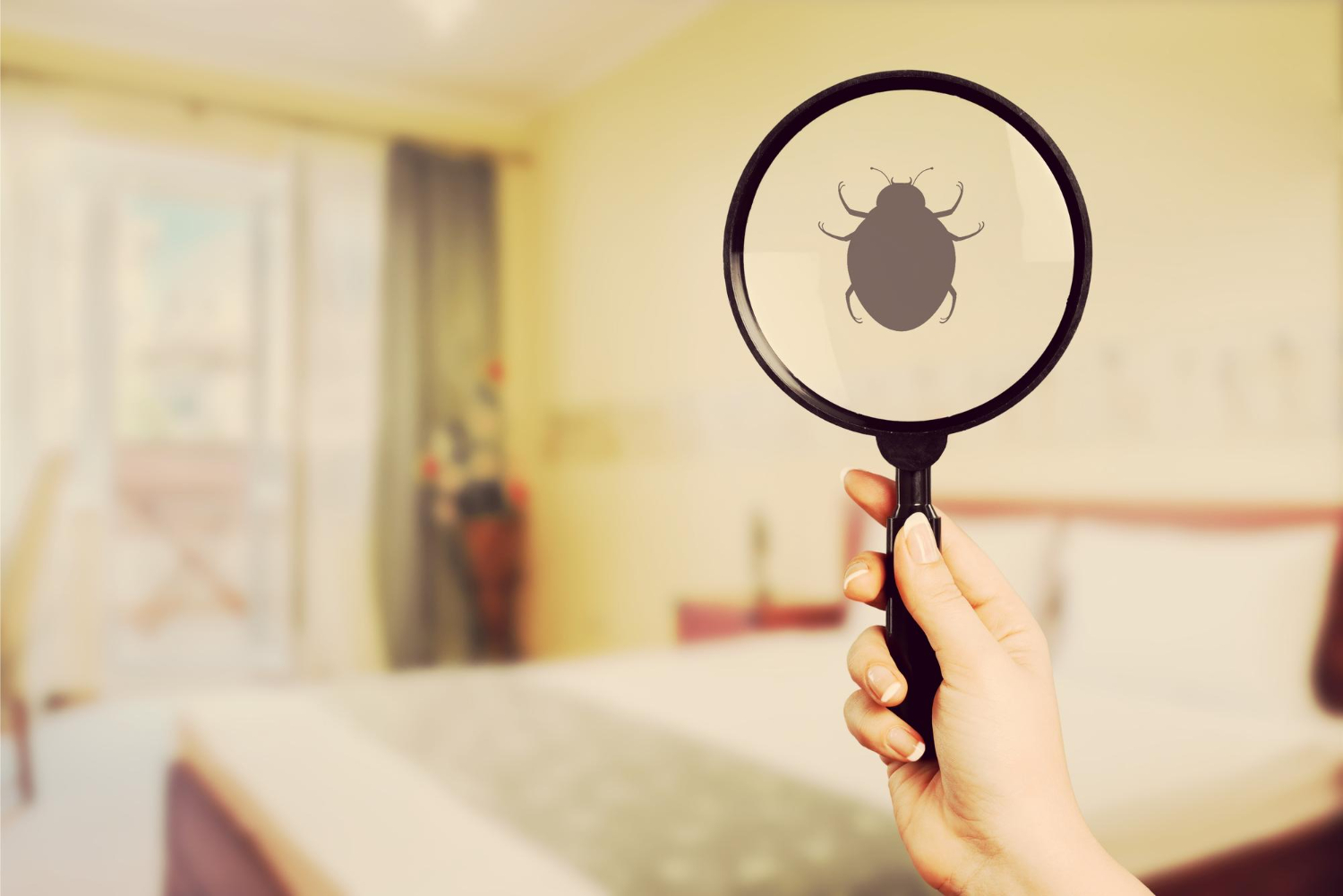 bed bug