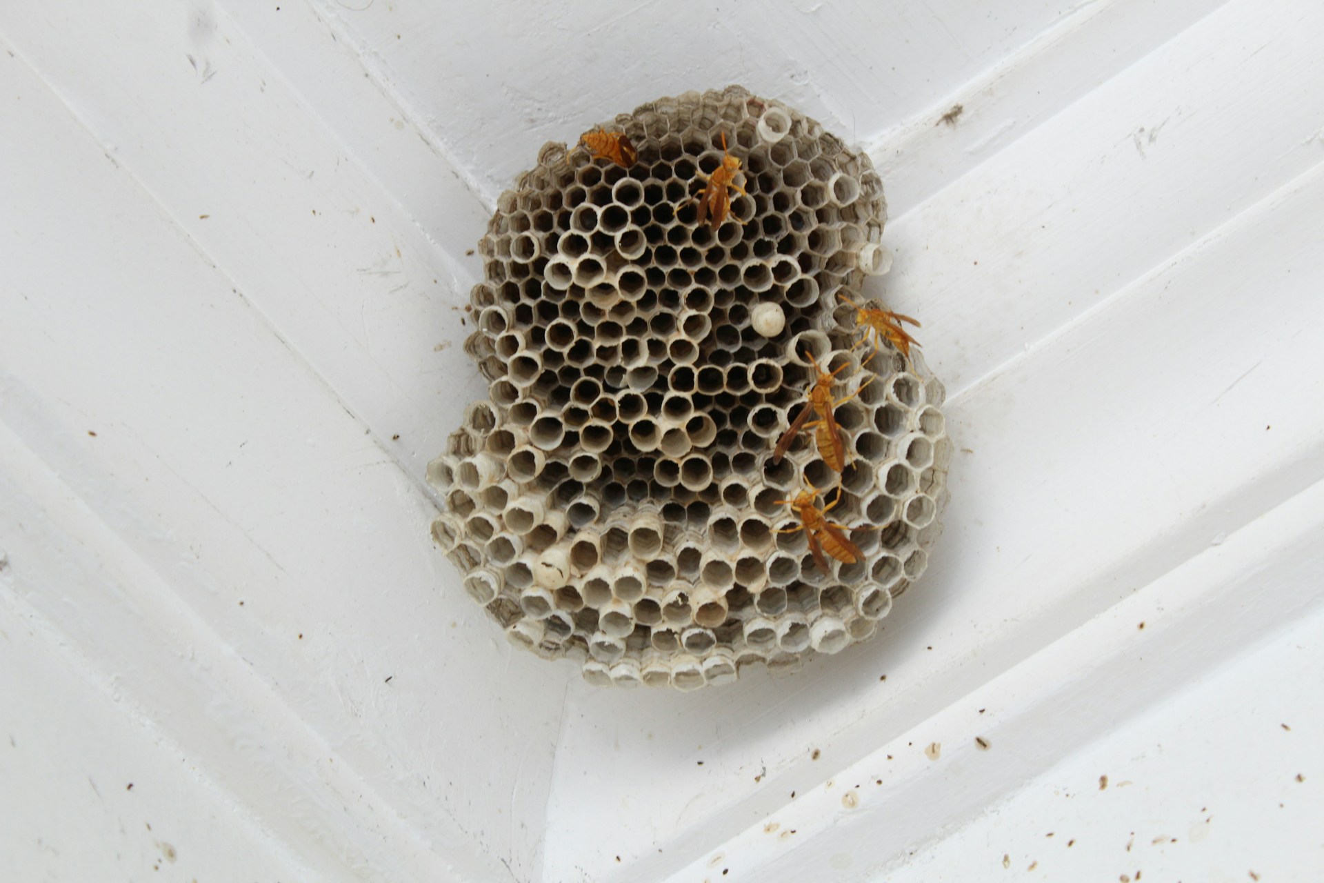 hornet nest