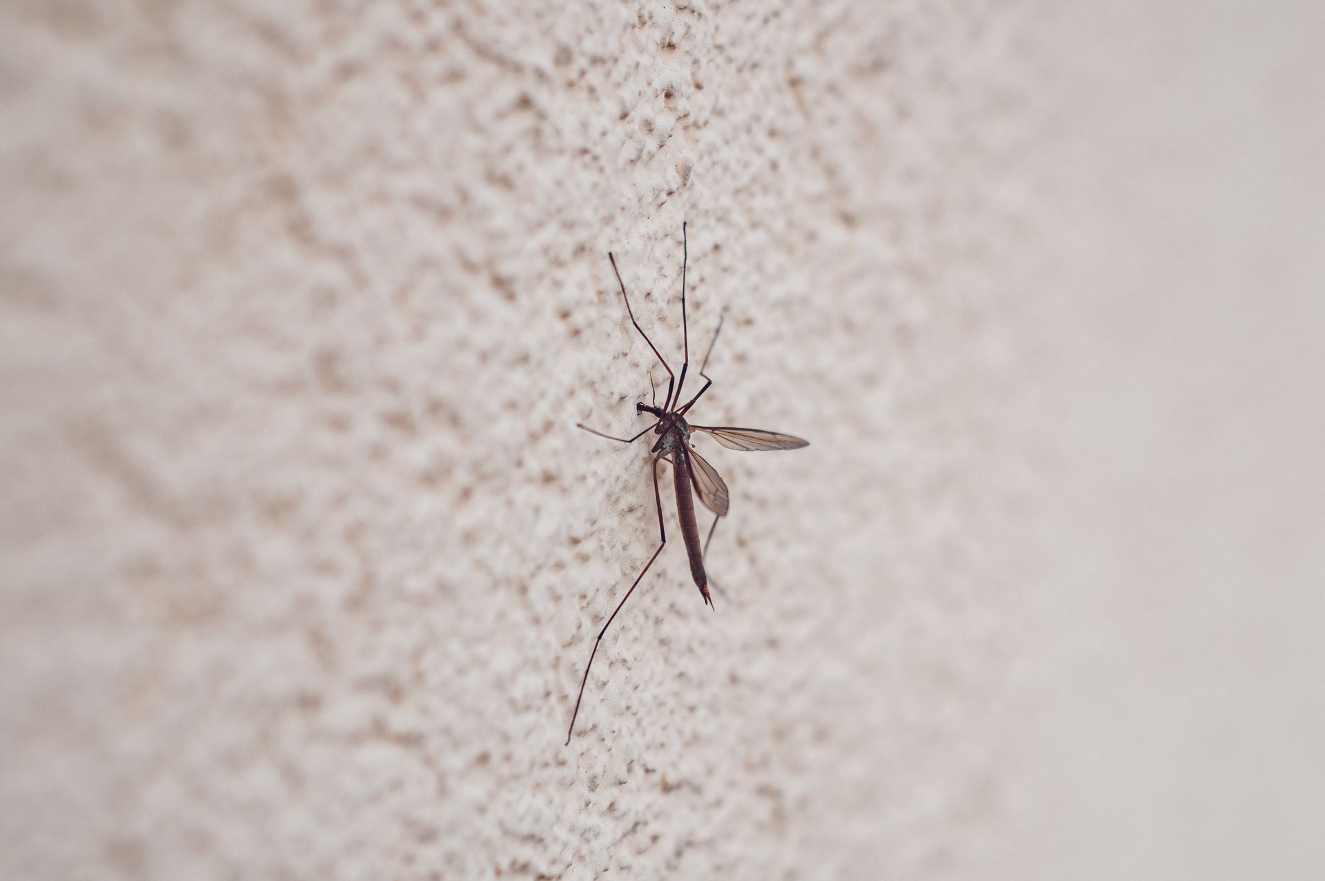 mosquito