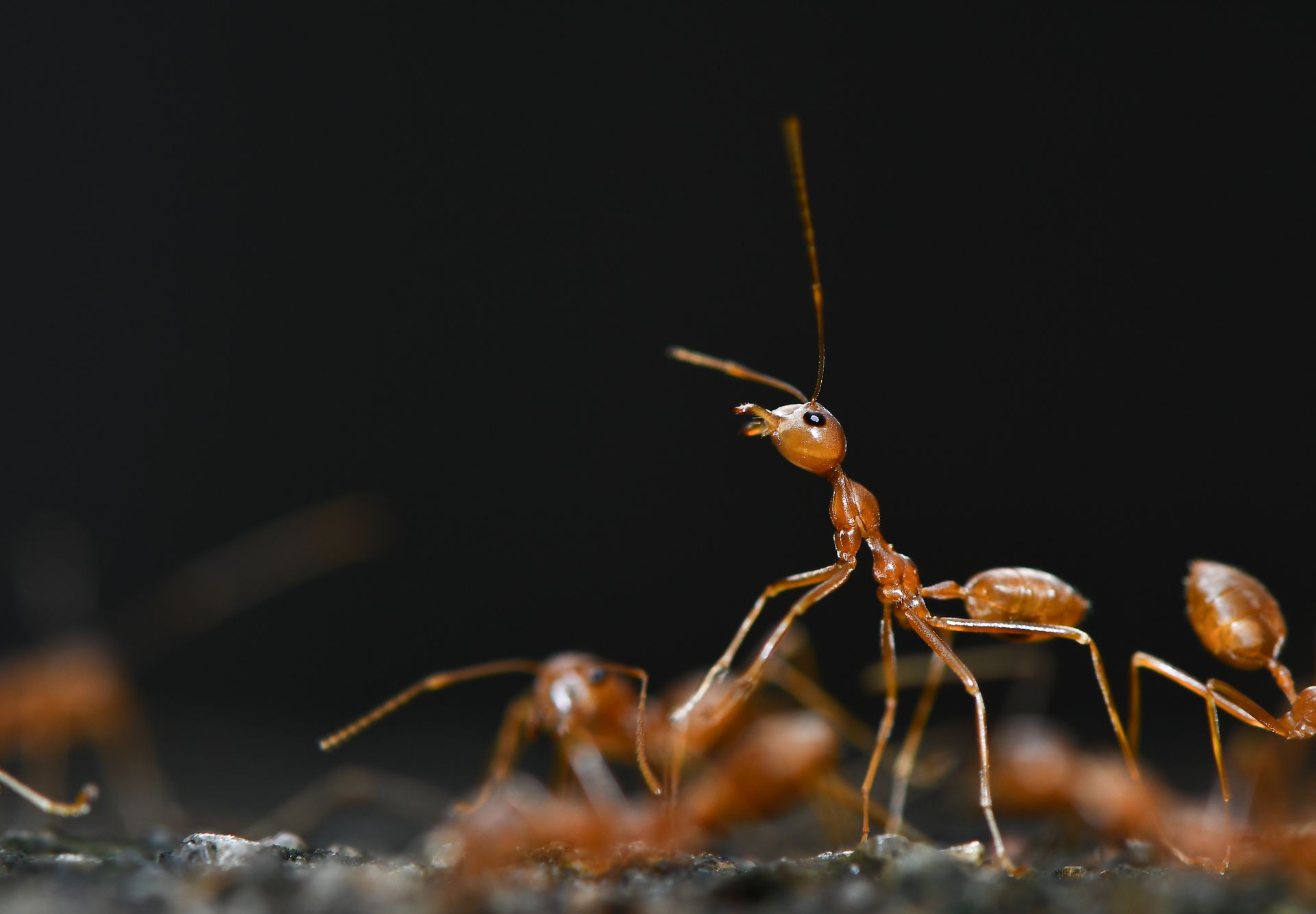 ant problem